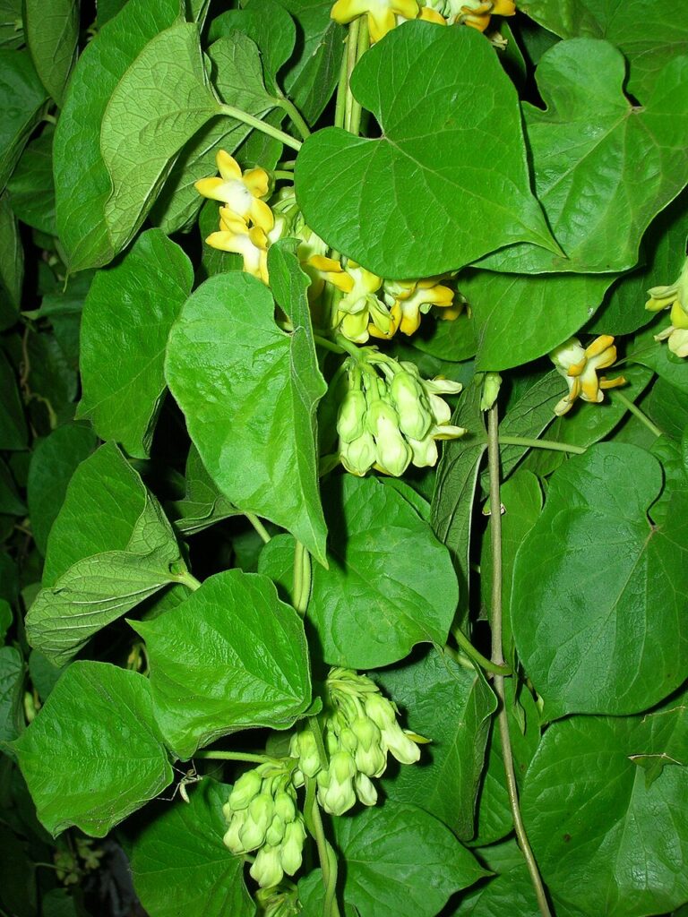 cây thiên lý