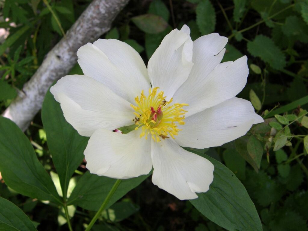 CÂY BẠCH THƯỢC