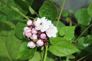 bạch đồng nữ