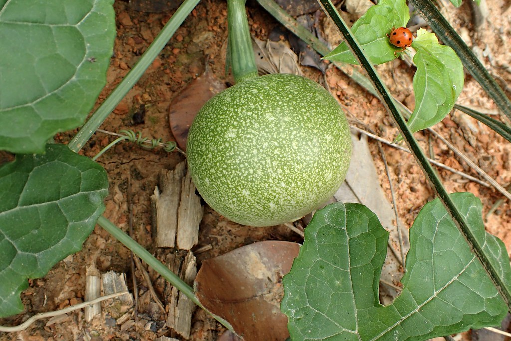 Cây Đài Hái