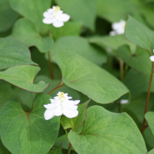 cây diếp cá