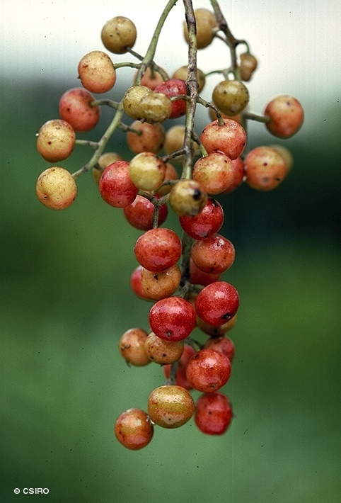 cây nhội