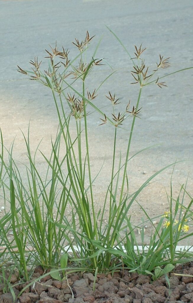 Cây hương phụ, cỏ gấu