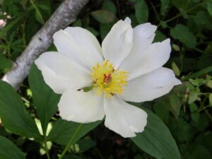 CÂY BẠCH THƯỢC